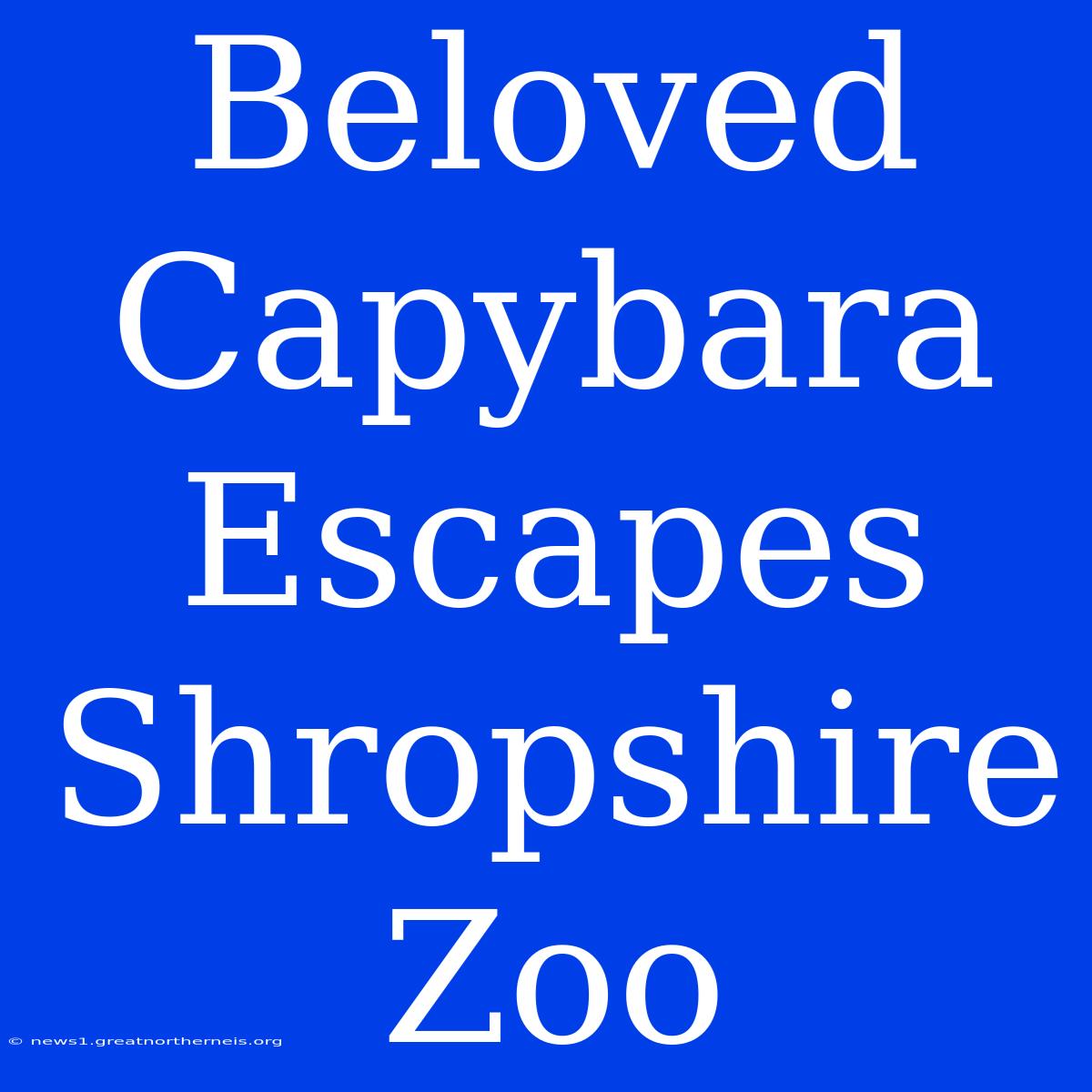 Beloved Capybara Escapes Shropshire Zoo