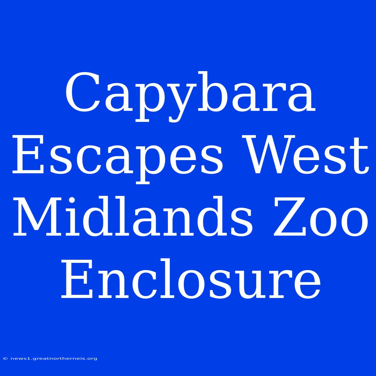 Capybara Escapes West Midlands Zoo Enclosure