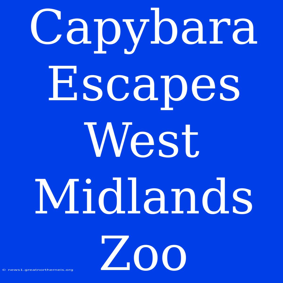 Capybara Escapes West Midlands Zoo