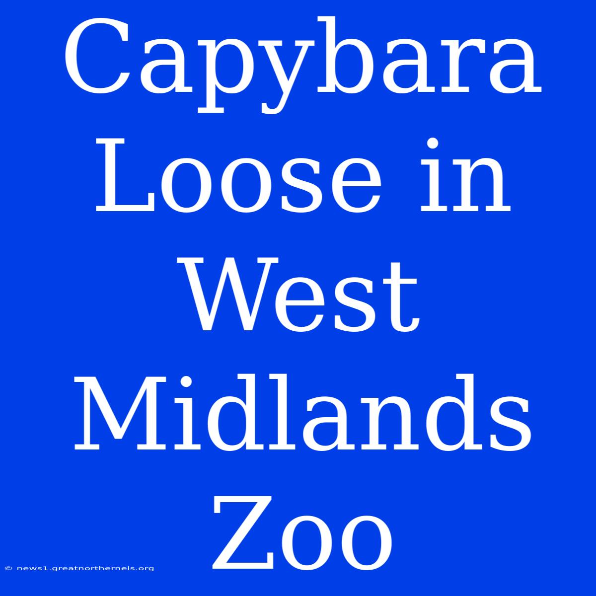 Capybara Loose In West Midlands Zoo