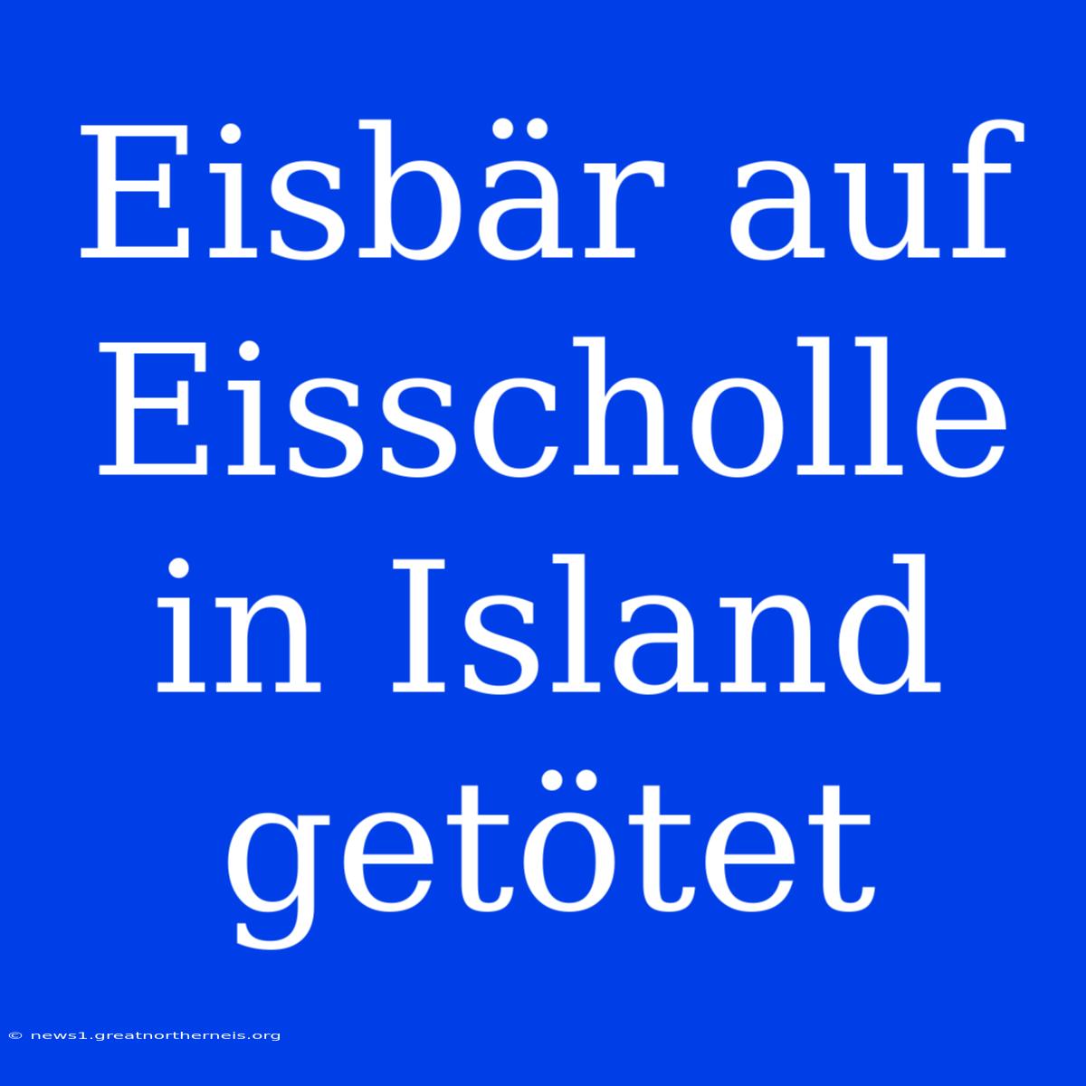 Eisbär Auf Eisscholle In Island Getötet