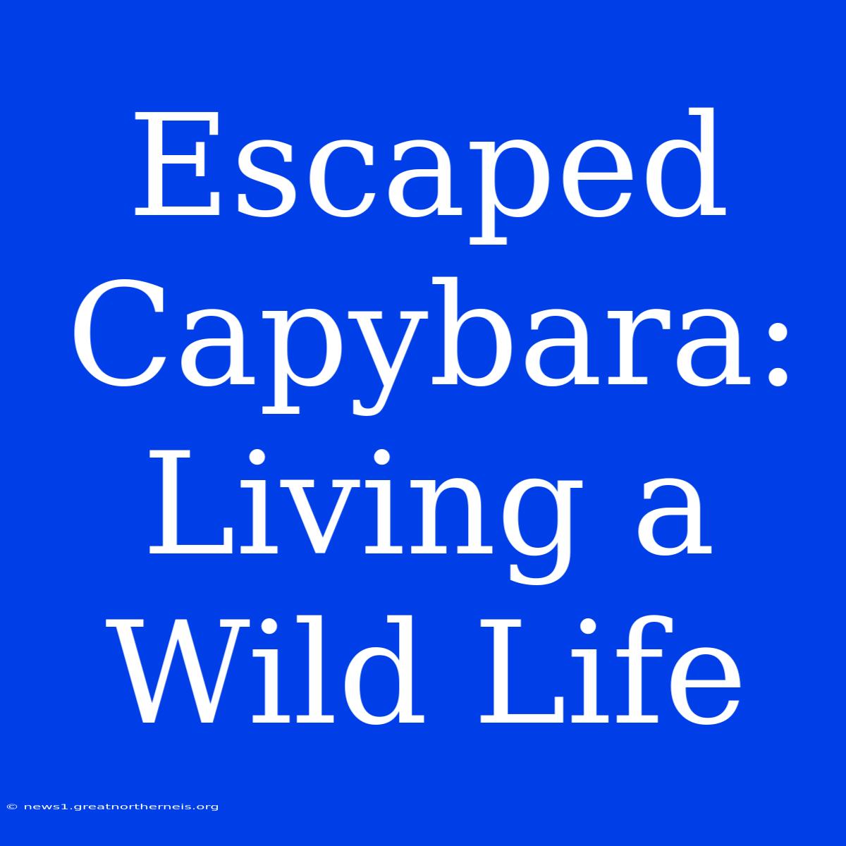 Escaped Capybara:  Living A Wild Life