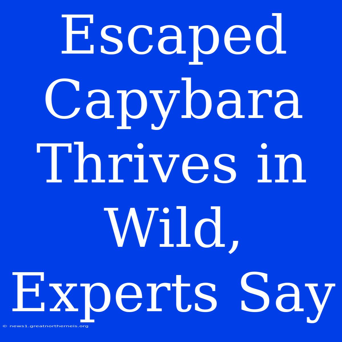 Escaped Capybara Thrives In Wild, Experts Say