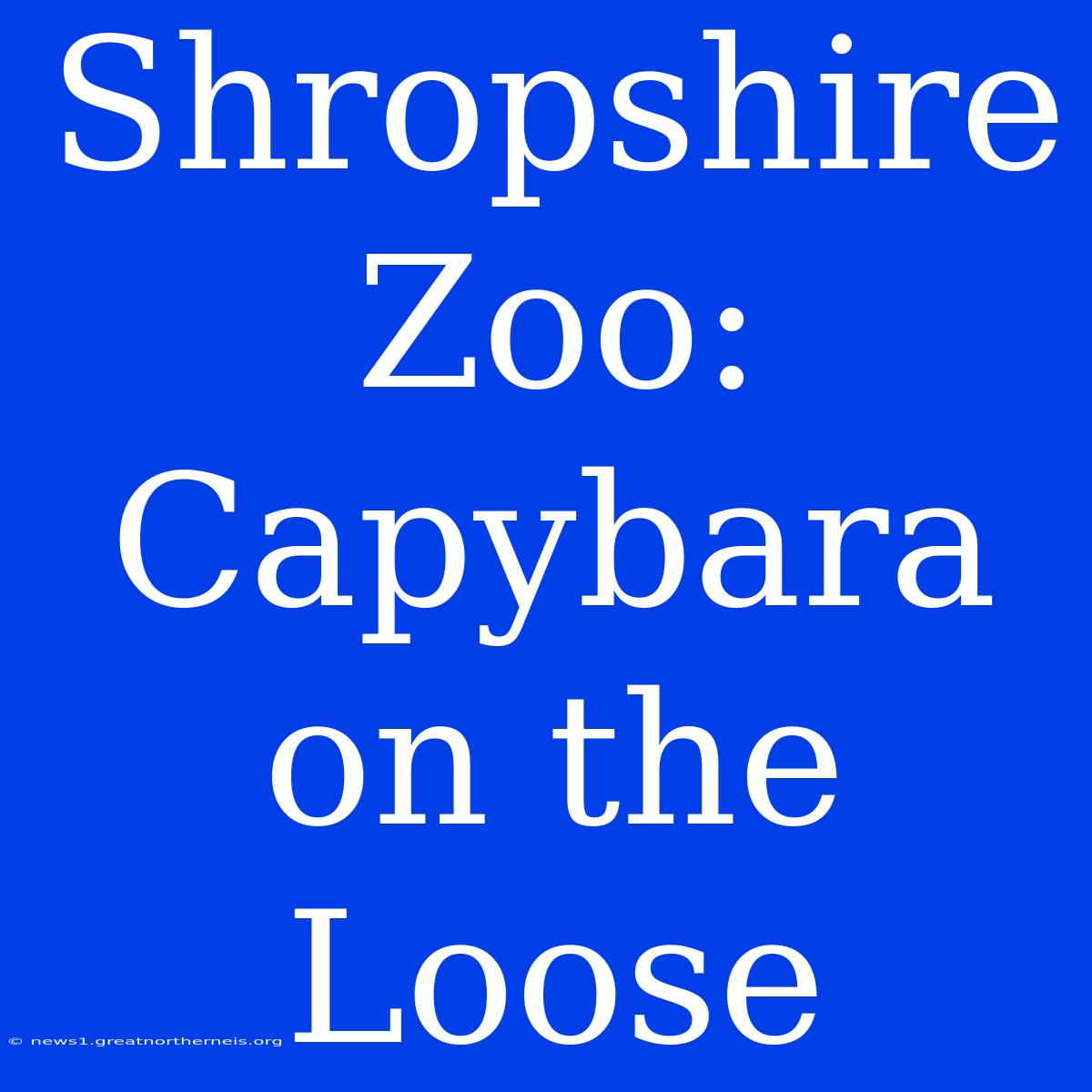 Shropshire Zoo: Capybara On The Loose