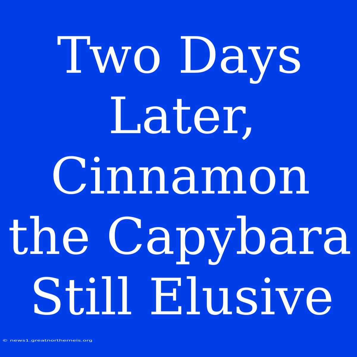 Two Days Later, Cinnamon The Capybara Still Elusive