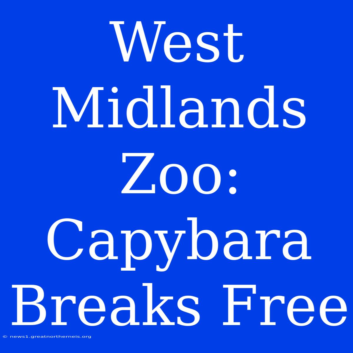 West Midlands Zoo: Capybara Breaks Free