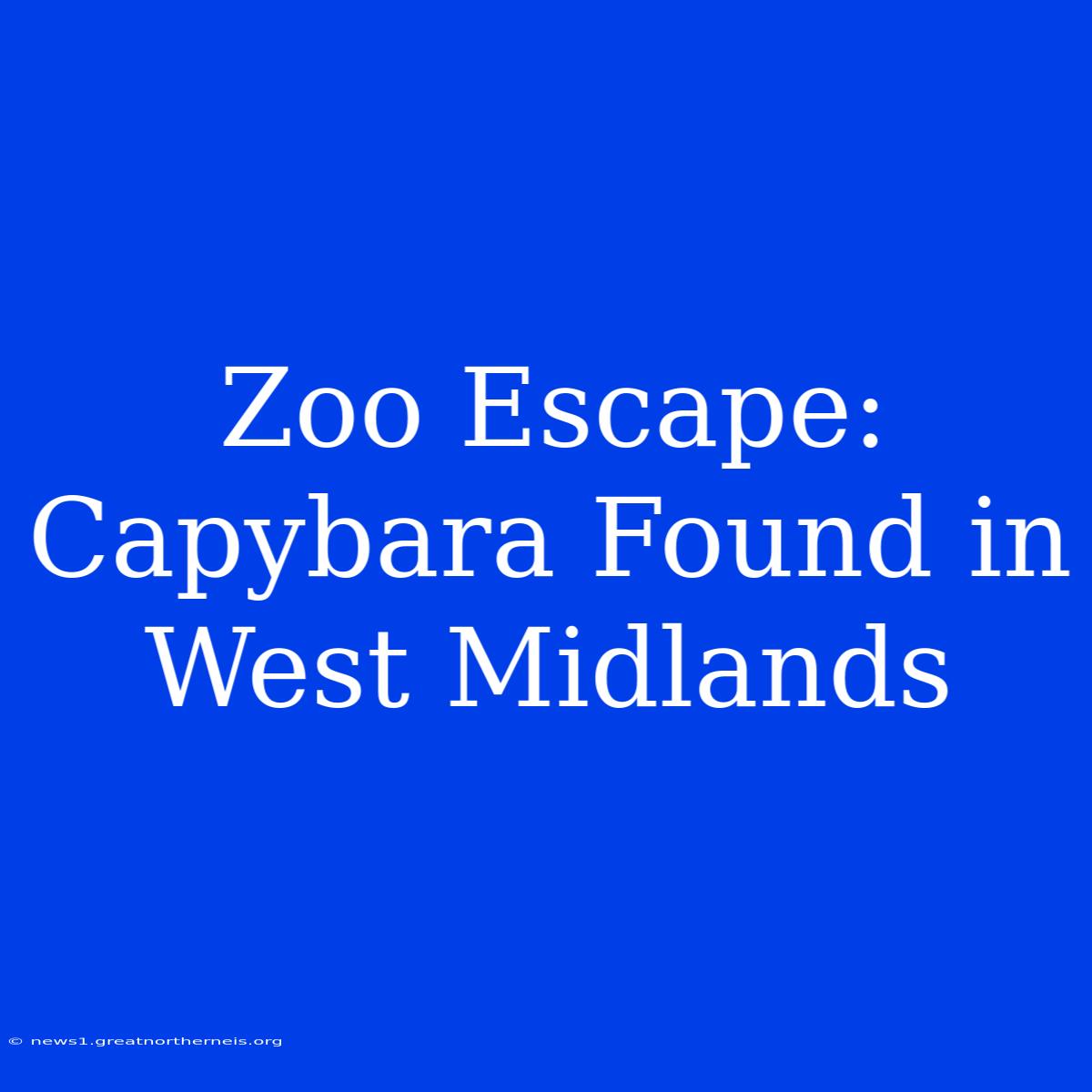 Zoo Escape: Capybara Found In West Midlands